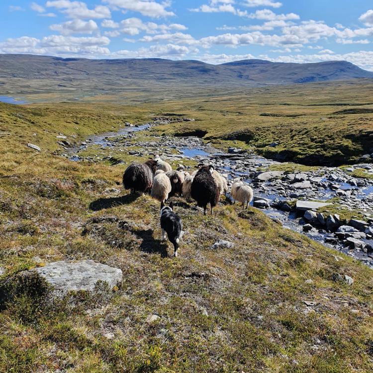 Sau på fjellbeite
