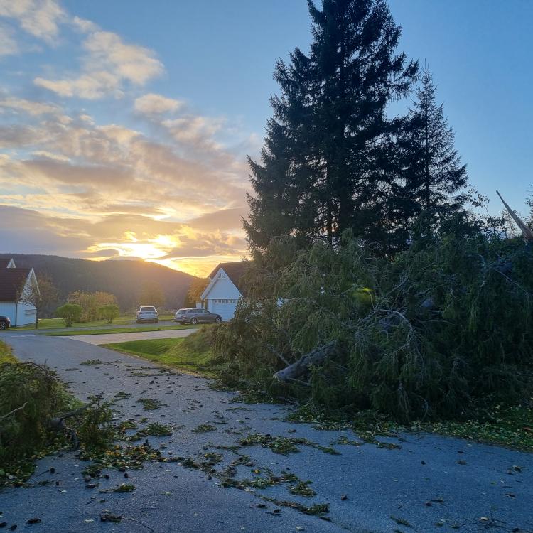 Bilde av trefall