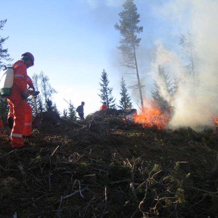 skogbrann