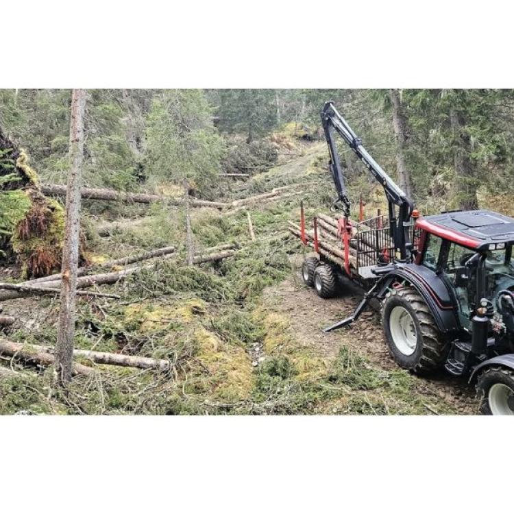 Bilde av skoghogst. Foto: Jens Petter Storrø