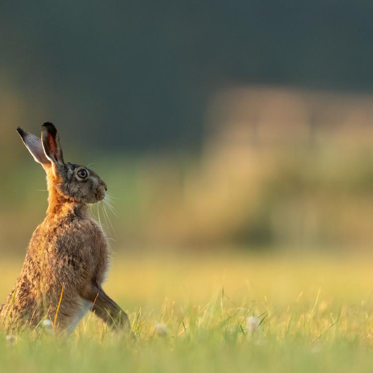 Hare