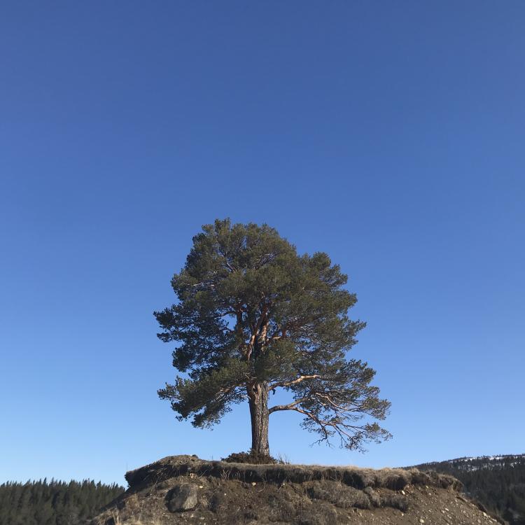 Bilde av et tre