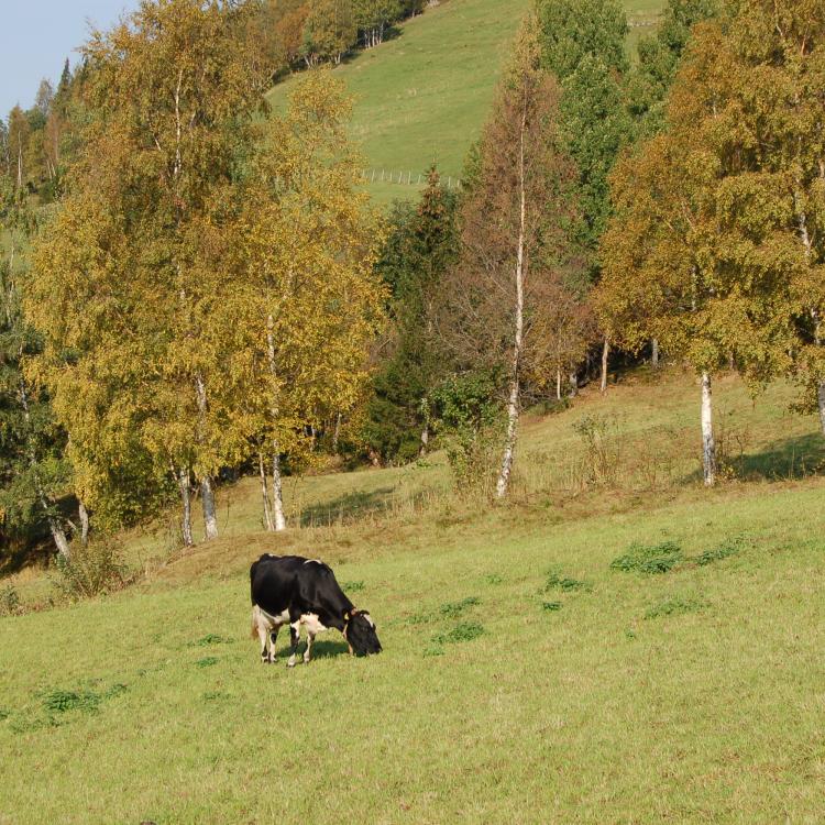 Ku på beite