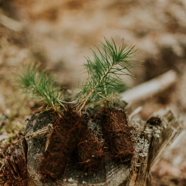 Planting skog