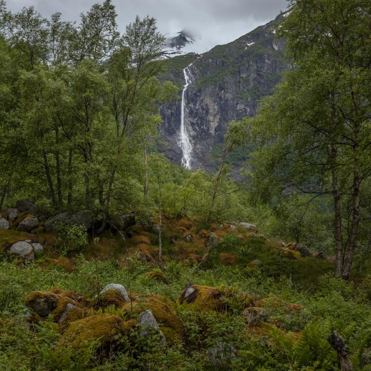 Miljøtiltak skog