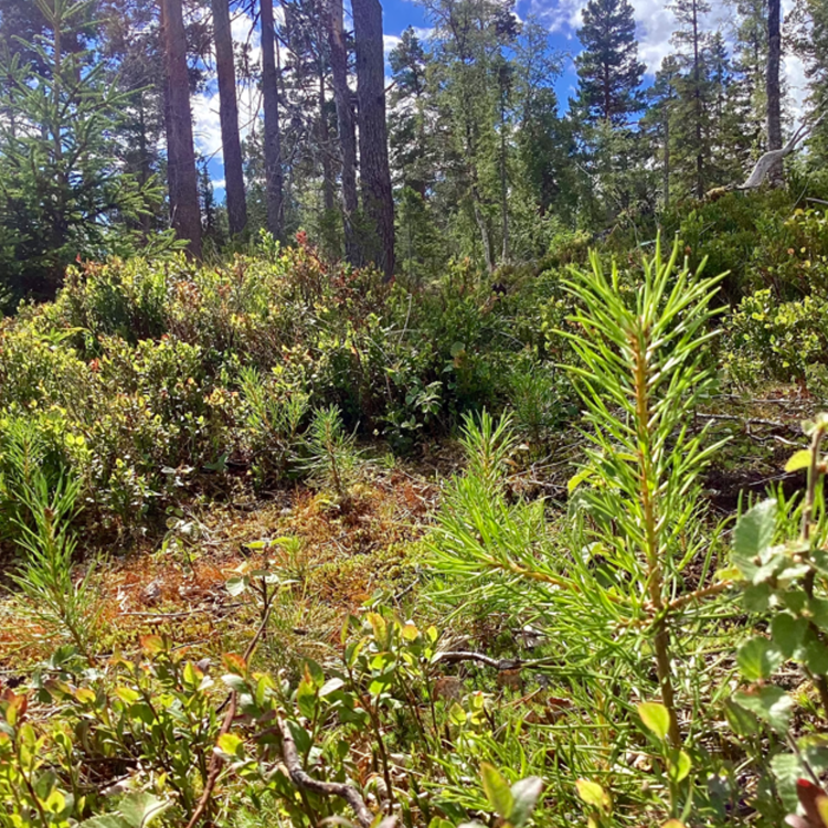 bilde av skog