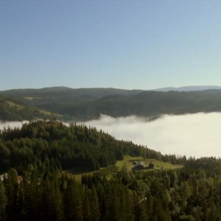 Kotsøy