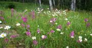 Blomstereng
